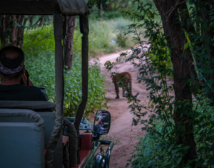 best safari lodges in tanzania