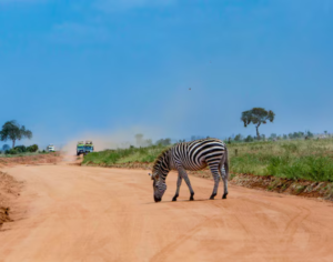 best tanzania safari