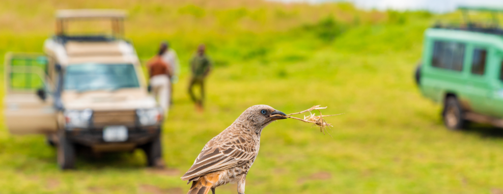 best time for african safari tanzania