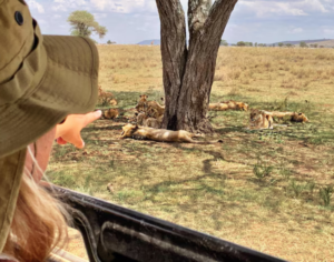 best time for safari in tanzania