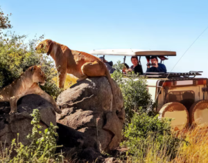 best time for tanzania safari