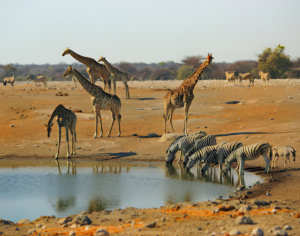 best tour companies for Africa