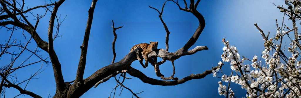 luxury safari tanzania