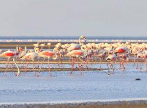 Tanzania Lake Natron