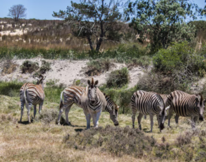 Cheap Tanzania Safari Tours