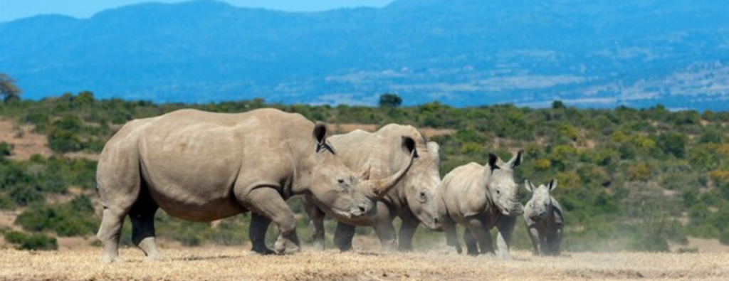 Cheap Tanzania Safari Tours