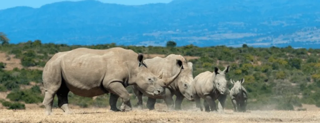 Safaris económicos en Tanzania
