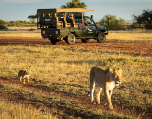 Cheap Tanzania Safari Tours