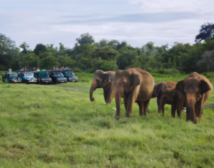 Group Safari Tours in Tanzania