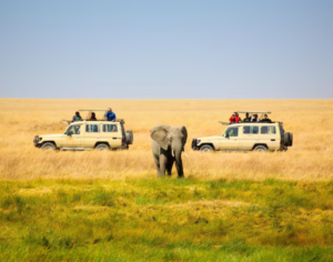 Group Safari Tours in Tanzania