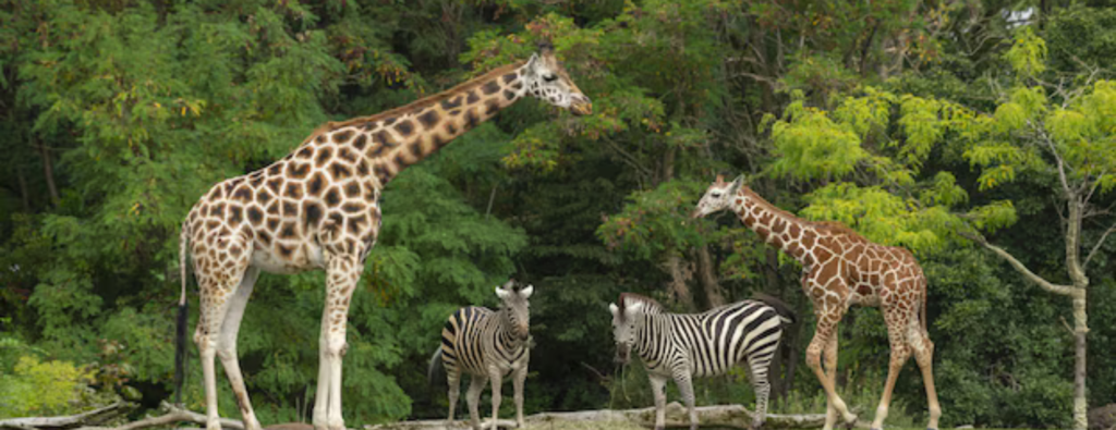 Safari Tanzania Tour