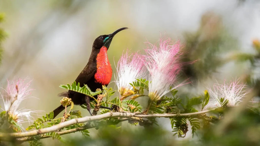 Bird Watching Safaris