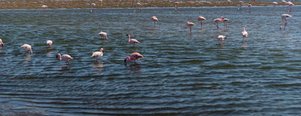 Tanzania Lake Natron