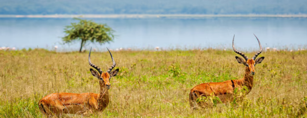 Tanzania Safari and Zanzibar Tours