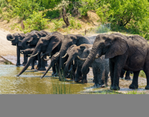 Tanzania Safari and Zanzibar Tours