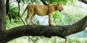 Lake Mana3 Days Tanzania Group Safari: Tarangire, Ngorongoro Crater & Lake Manyarayara Day Trip