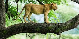 Lake Manyara Day Trip