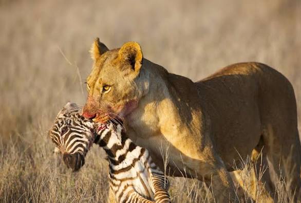 Predator Tracking Experiences