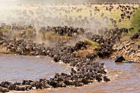 Great Migration Tracking