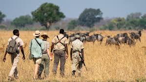 Walking Safaris