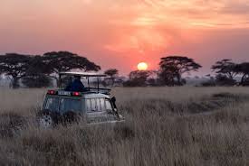 Guided Game Drives