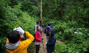 Forest Walks & Birding Trails