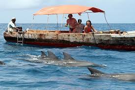 Dolphin Tours