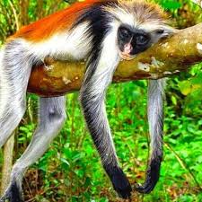 Jozani Forest & Red Colobus Monkey Tour