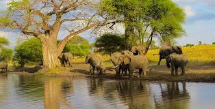 2 Day Tarangire Safari with Night Game Drive