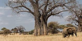 2 Day Tarangire Safari with Night Game Drive