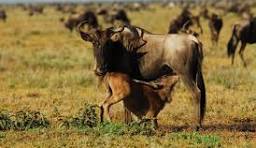 8-Day Tanzania Tours and Zanzibar Beach Adventure