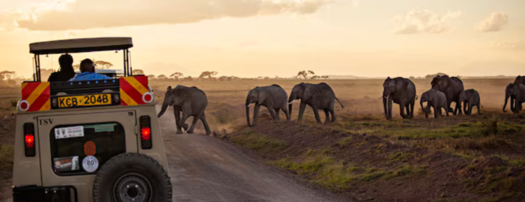 safari tour operators in tanzania