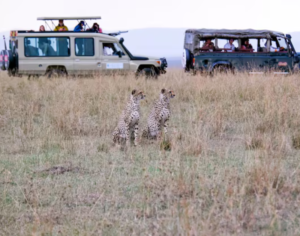 safari tour operators in tanzania