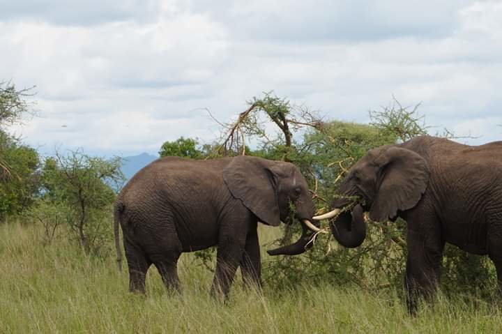 tanzania safari tour operators