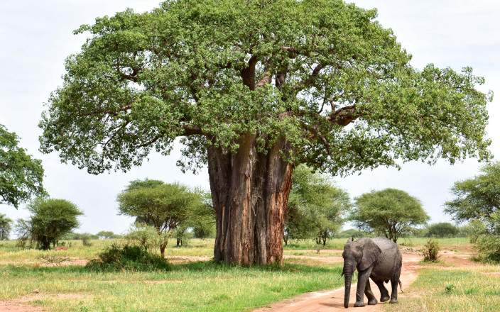 Private Safari Experiences