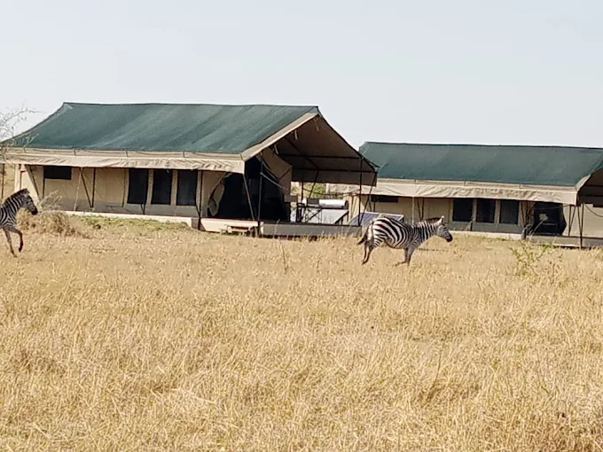 Singita Mara River Tented Camp