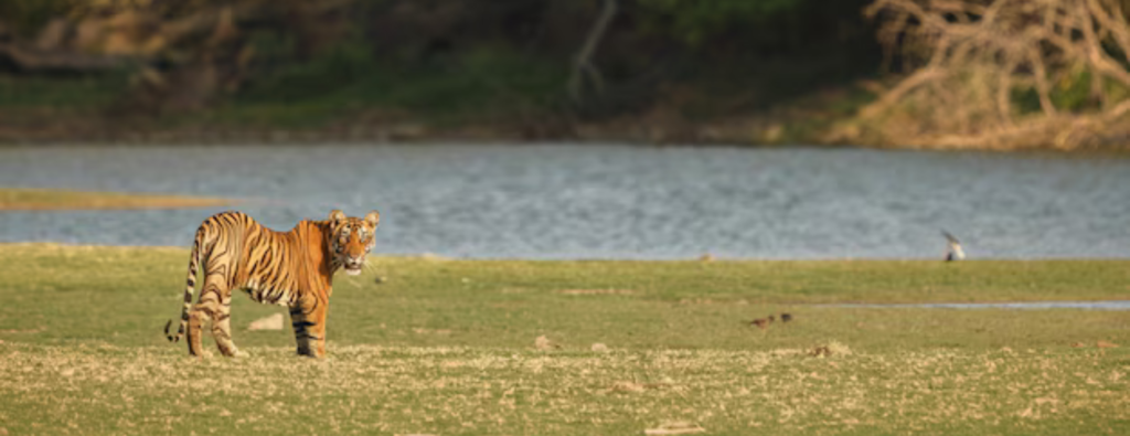 Safari from Zanzibar