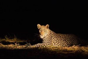 Tarangire night game drive