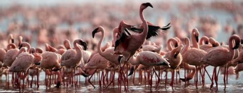 Why Lake Natron Is Red