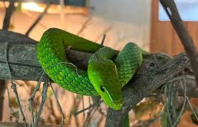 Meserani Snake Park