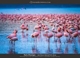 Lake Nakuru National Park