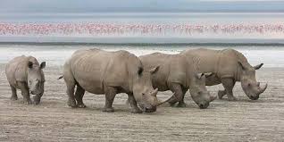 Lake Nakuru National Park