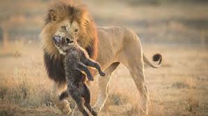 Amboseli National Park