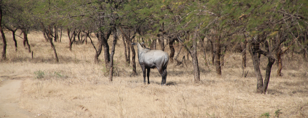 Kenya and Tanzania Safaris