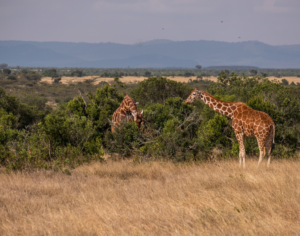 Kenya and Tanzania Safari