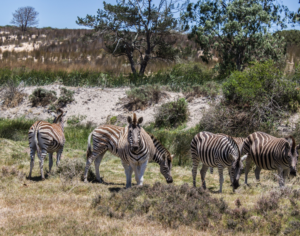 Kenya and Tanzania Safari