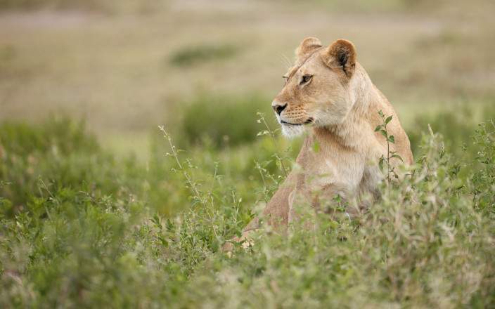2-Day Ngorongoro Crater Safari from Zanzibar