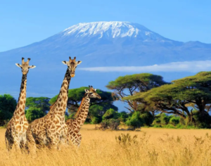Tanzania Safari Tours