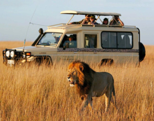Tanzania Safari Tours