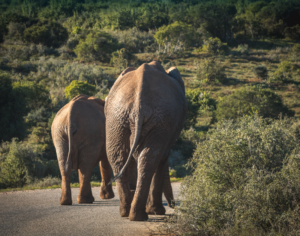 african safari tours tanzania